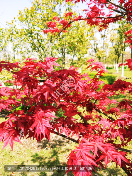 紅楓葉