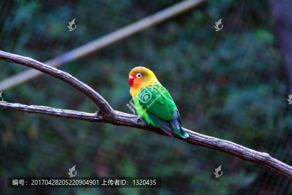 鸚鵡
