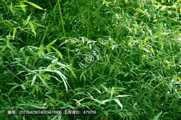 竹子,竹林,竹子圖片
