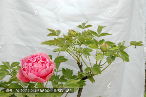 牡丹花