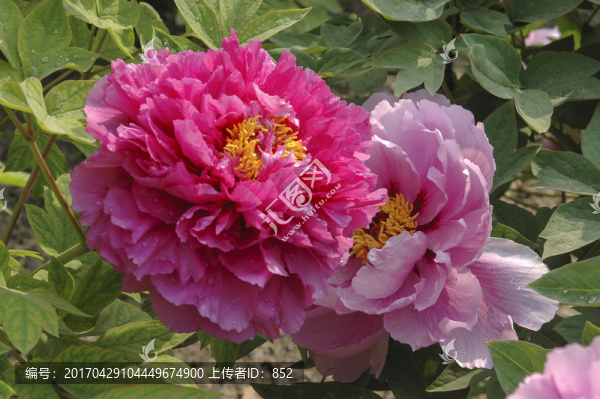 牡丹花