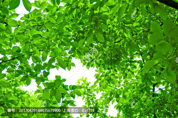 綠葉,樹枝,枝葉,綠樹葉,樹葉