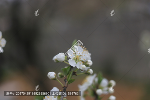 酥李花