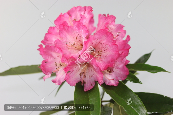 杜鵑花
