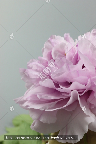 牡丹花