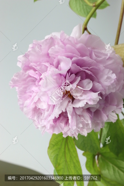 牡丹花