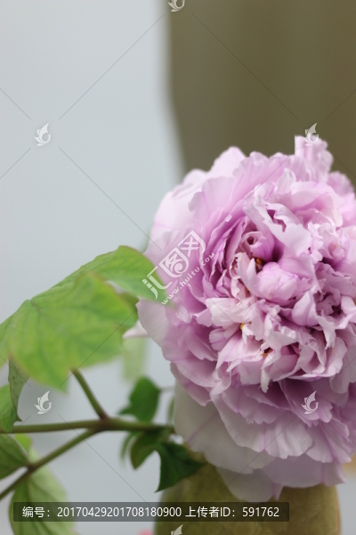 牡丹花