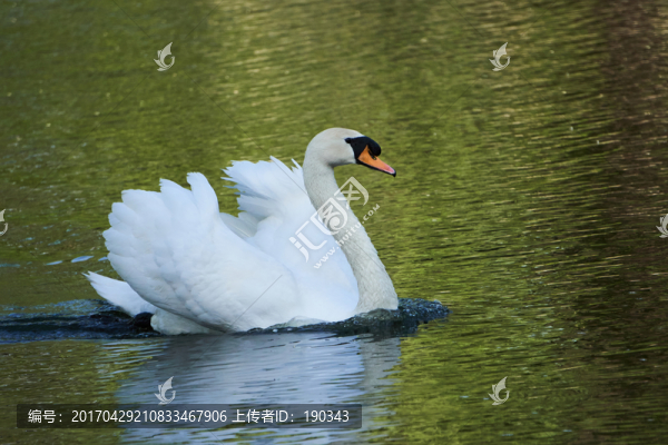 白天鵝