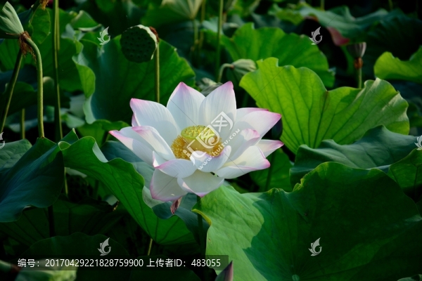 荷花
