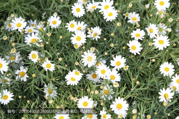 白雛菊
