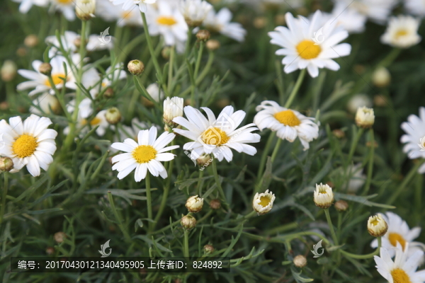 羅馬洋甘菊