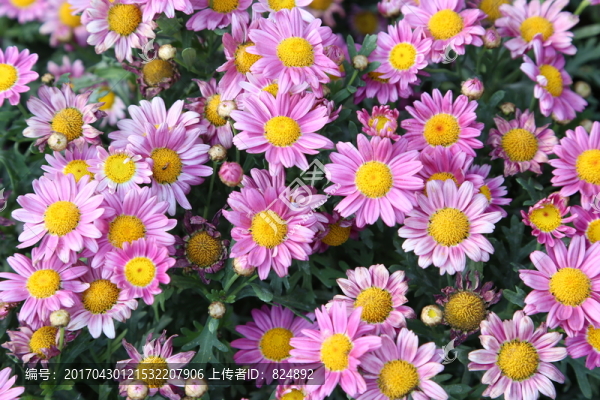 瓜葉菊