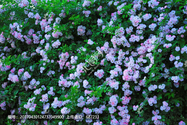 薔薇花墻植物墻