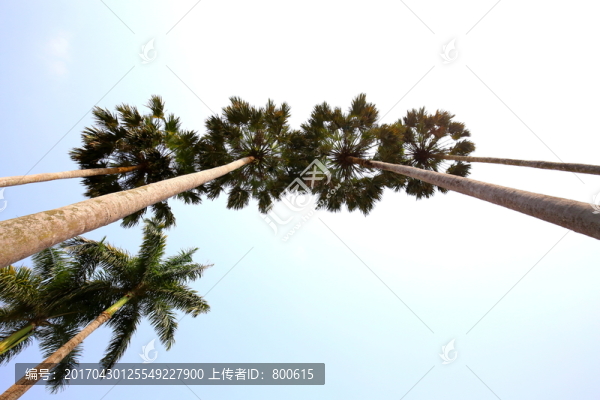 椰子樹