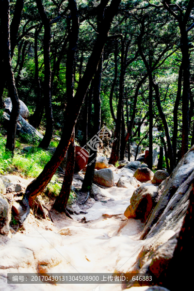 山路,小路,木林