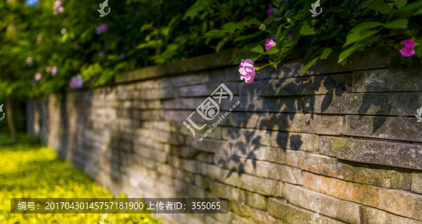 薔薇
