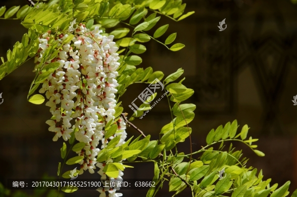 槐花