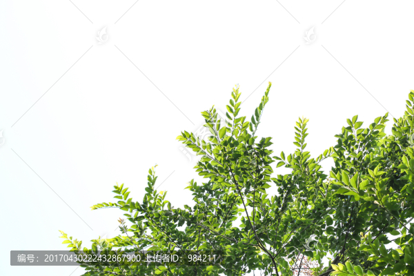 樹葉天空,樹葉素材邊框,綠葉