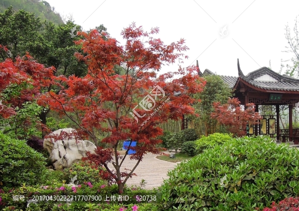 城市,園林,小亭,綠化
