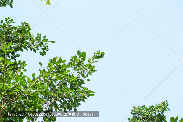 樹葉天空,樹葉素材邊框,綠葉