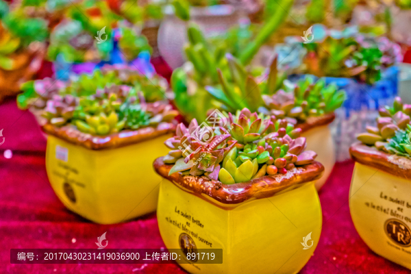 多肉植物