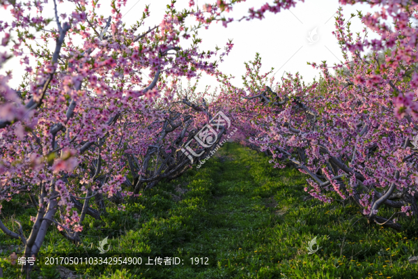 桃樹,桃花