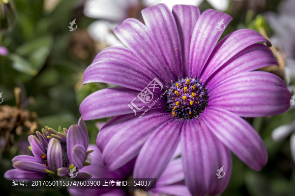 紫色雛菊