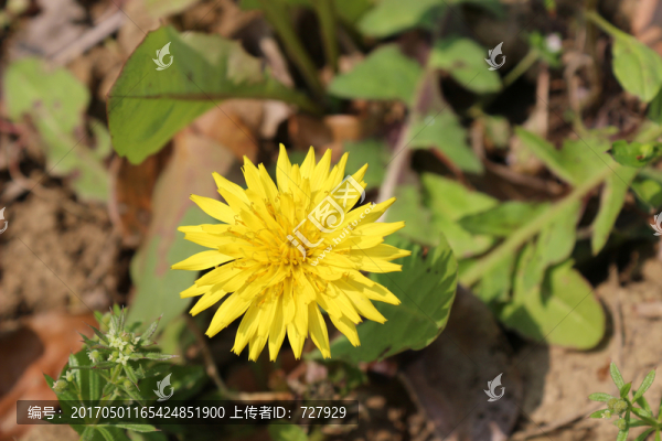 蒲公英
