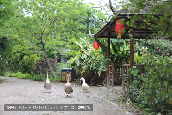 鴨和鵝
