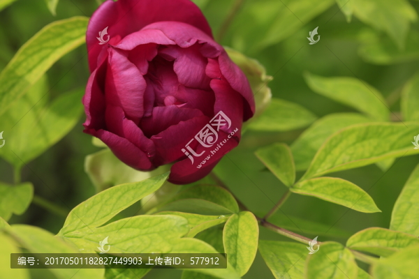 芍藥花