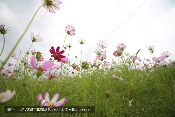 格?；ɑê? title=