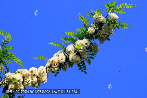 刺槐花