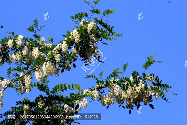 刺槐花