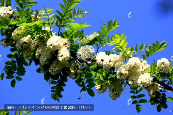 刺槐花