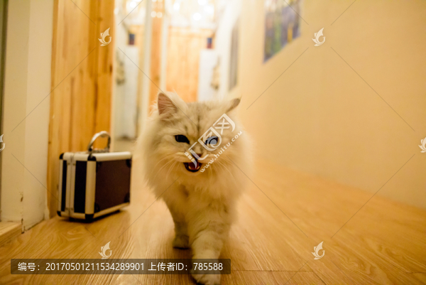金吉拉