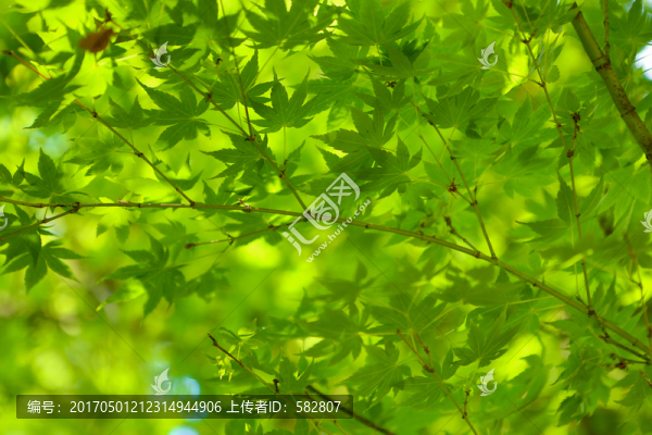 綠葉