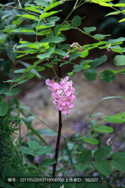 槐樹花