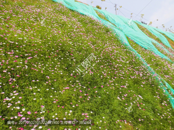 山上開花