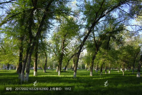 綠樹林