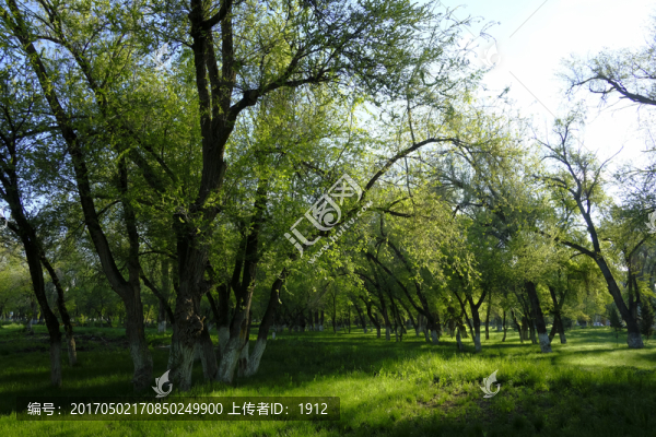 綠樹林