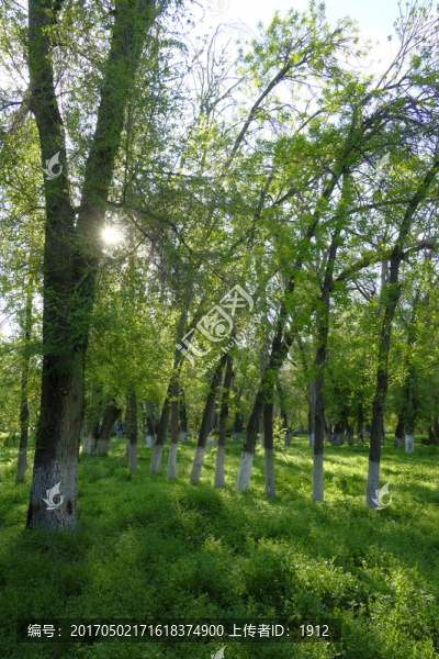 綠樹林