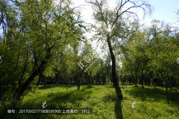 綠樹林