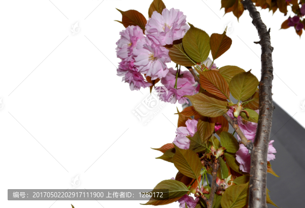 櫻花
