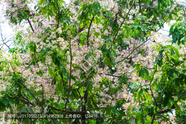 綠化樹紅花樹儀花