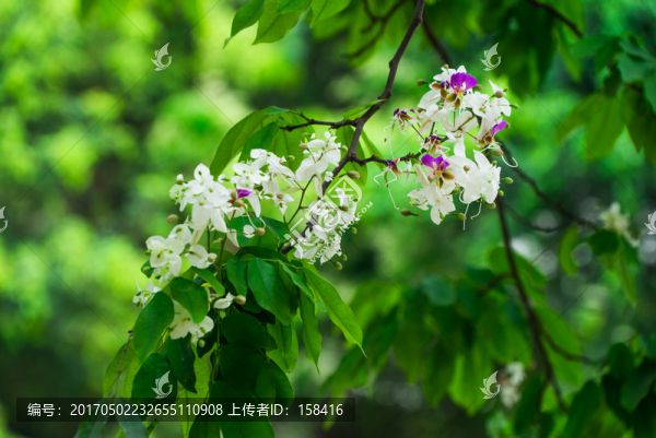 綠化樹(shù)紅花樹(shù)儀花