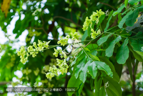 綠化樹紅花樹儀花