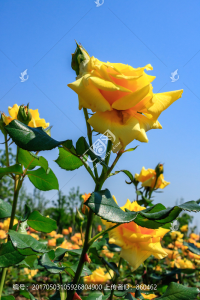 黃色月季,長(zhǎng)春花,月月紅,月季
