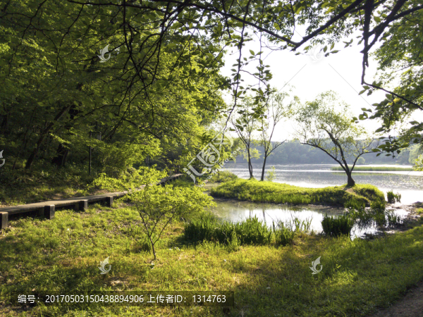 春天紫金山琵琶湖邊濕地水草