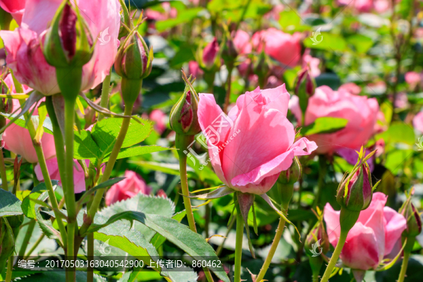 粉紅月季,長春花,四季花