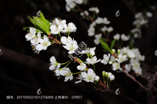 海棠花